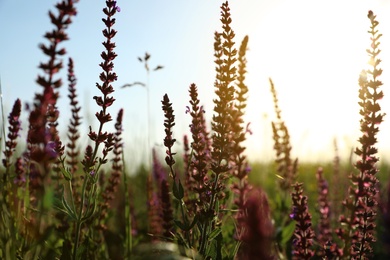 Beautiful wild flowers outdoors. Amazing nature in summer