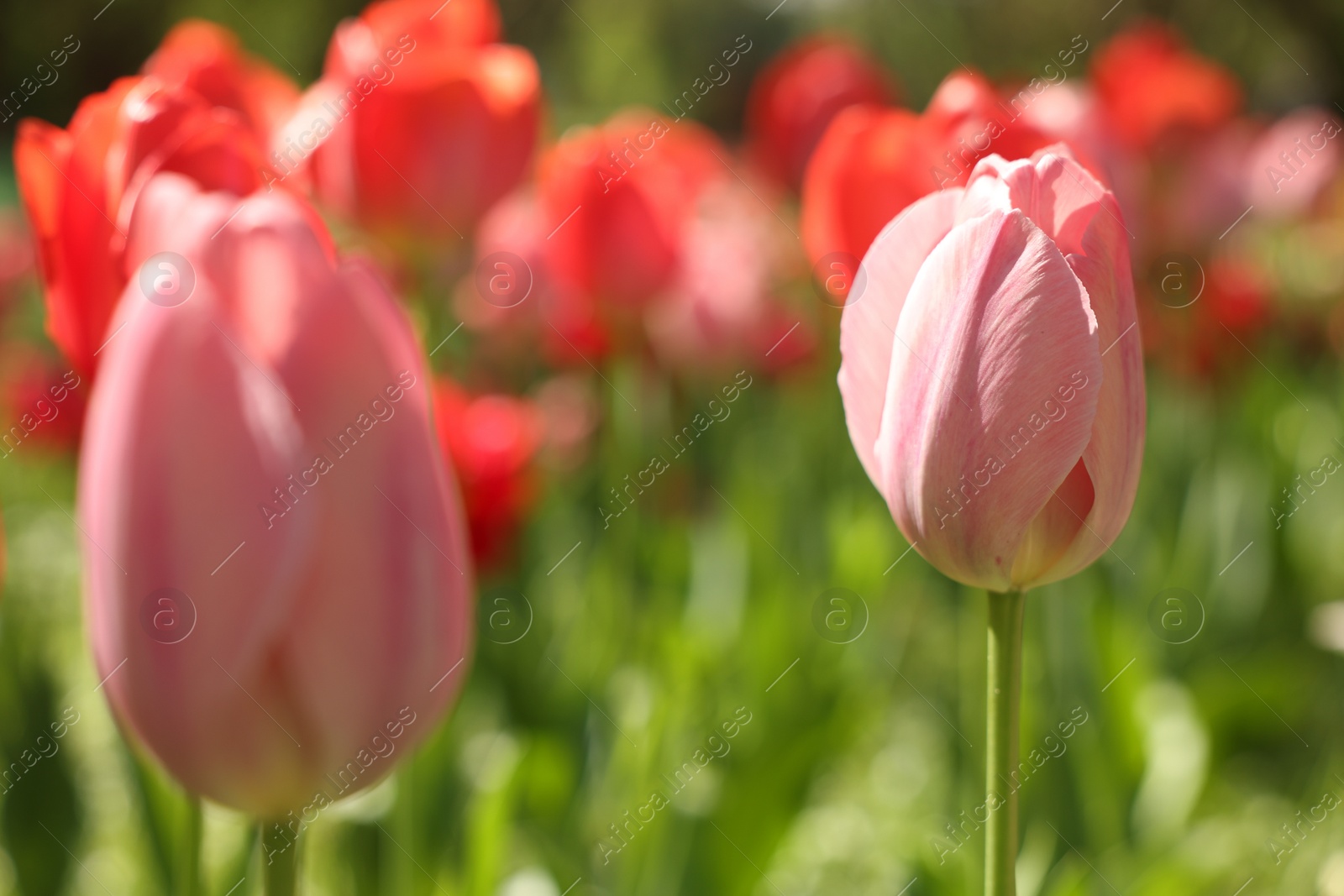 Photo of Beautiful bright tulips growing outdoors on sunny day, closeup