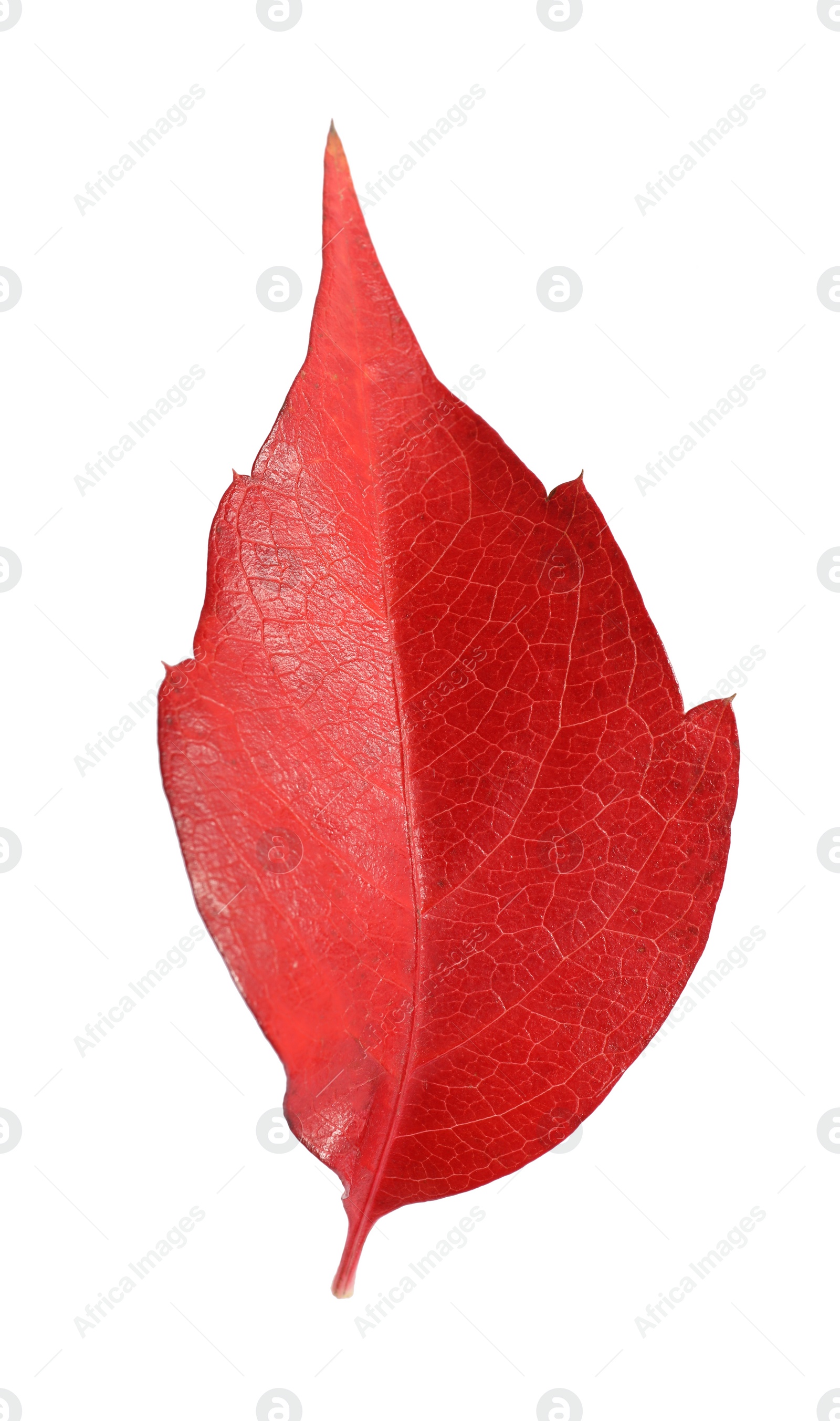 Photo of One beautiful red leaf isolated on white. Autumn season