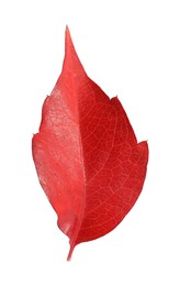 One beautiful red leaf isolated on white. Autumn season