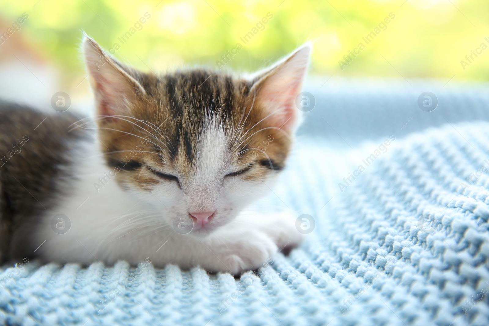 Photo of Cute little kitten sleeping on blue blanket, closeup. Baby animal