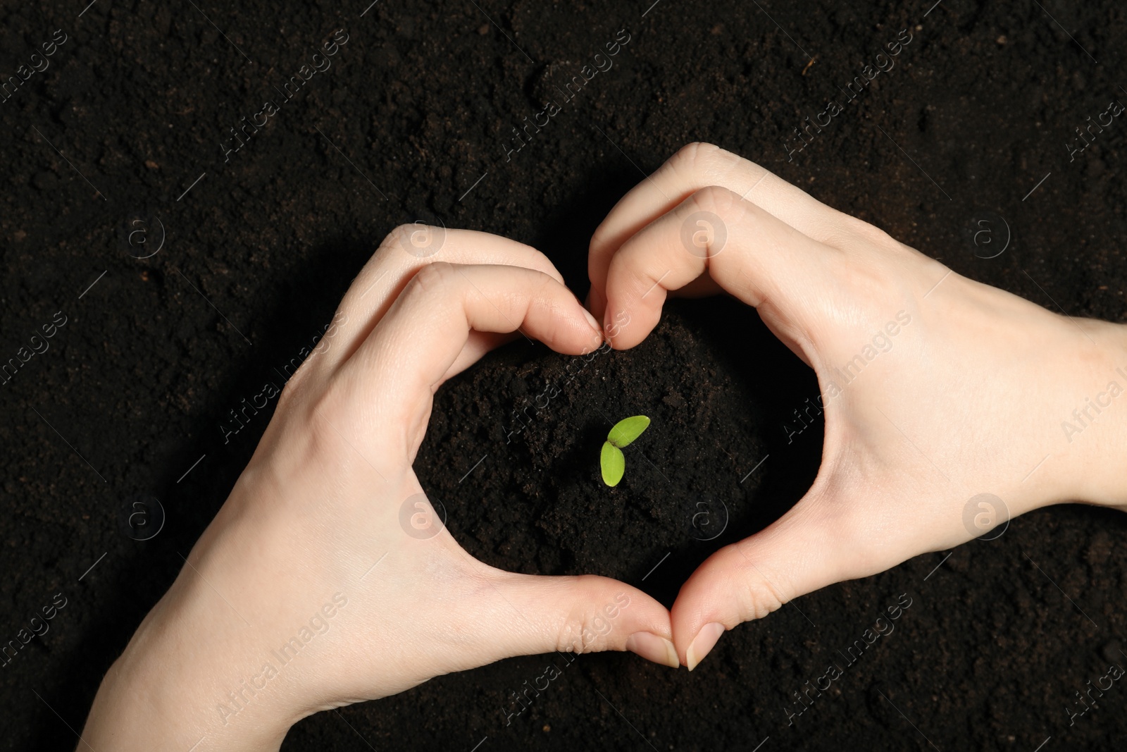 Photo of Woman making heart with hands near green seedling on soil, top view