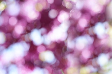Blossoming tree outdoors, blurred view. Bokeh effect