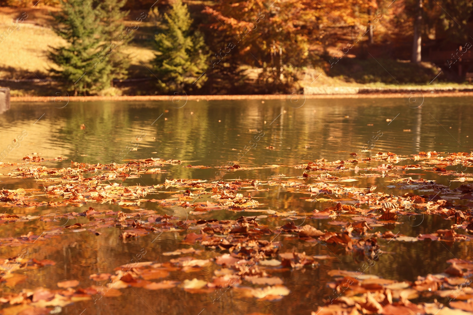 Photo of Many fallen autumn leaves on surface of pond water