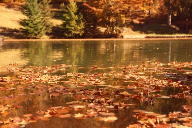 Photo of Many fallen autumn leaves on surface of pond water