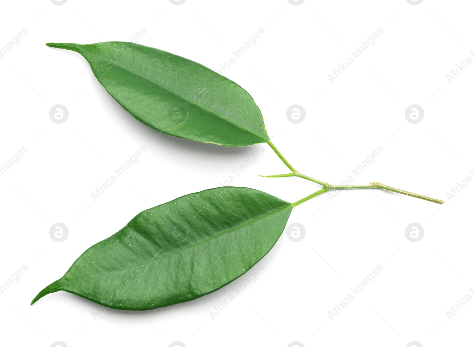 Photo of Fresh green ficus leaves on white background, top view