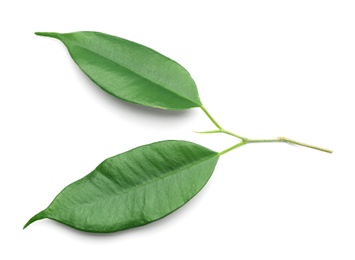 Photo of Fresh green ficus leaves on white background, top view