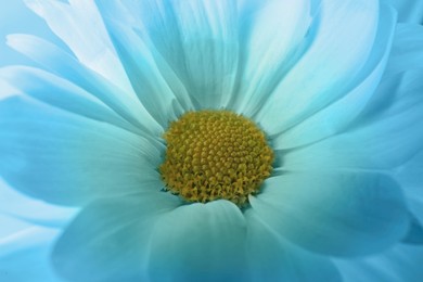 Image of Beautiful light blue chrysanthemum flower as background, closeup 