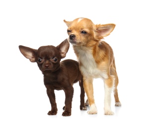 Photo of Cute small Chihuahua dogs on white background