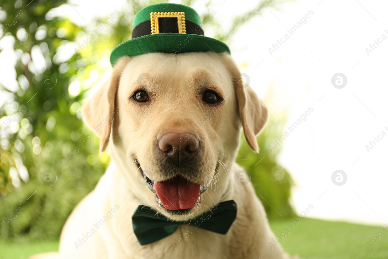 Photo of Labrador retriever with leprechaun hat and bow tie outdoors, closeup. St. Patrick's day