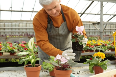 Mature man potting flower in greenhouse. Home gardening