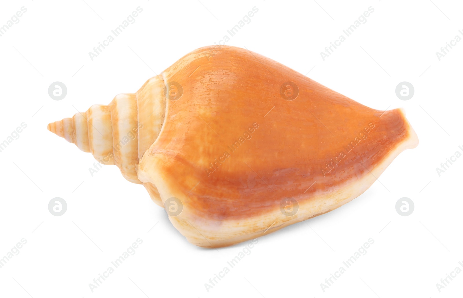 Photo of Beautiful seashell isolated on white. Beach object