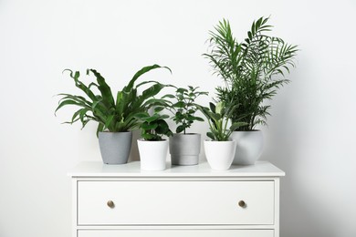 Photo of Many different houseplants in pots on chest of drawers near white wall