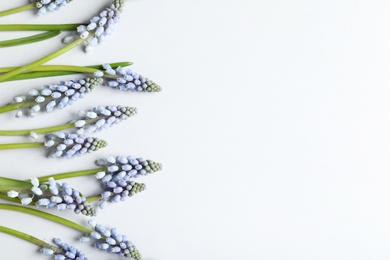 Flat lay composition with spring muscari flowers on light background, space for text