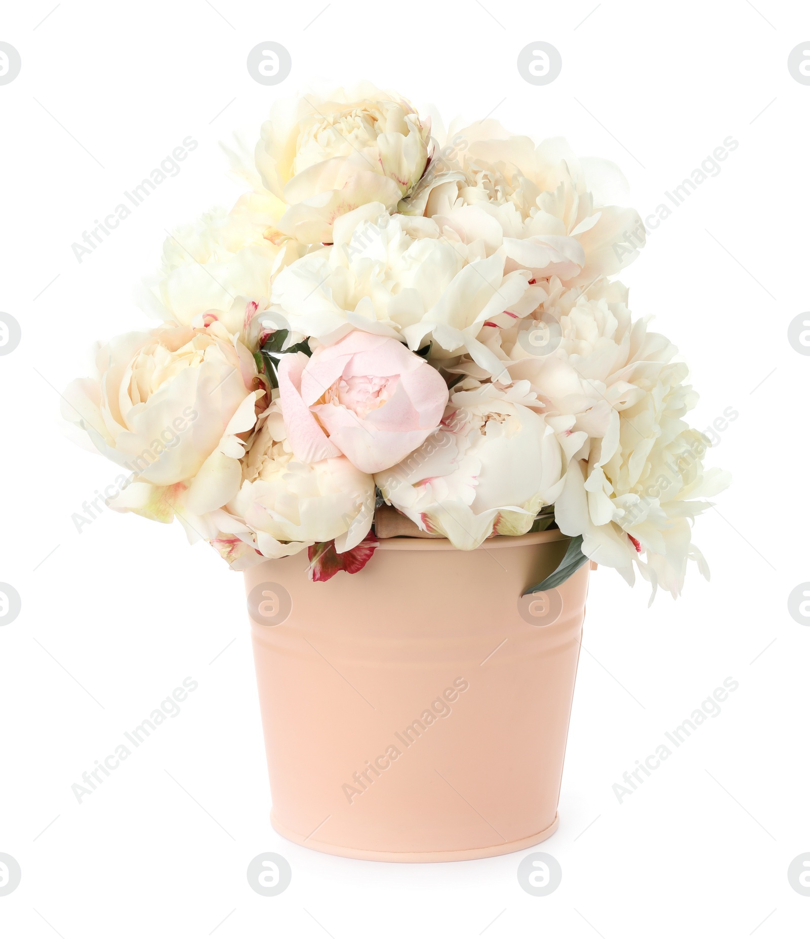 Photo of Beautiful peonies in bucket isolated on white