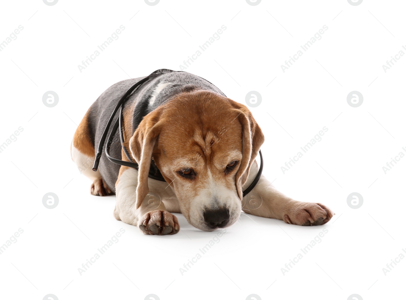 Photo of Naughty Beagle dog with damaged electrical wire on white background