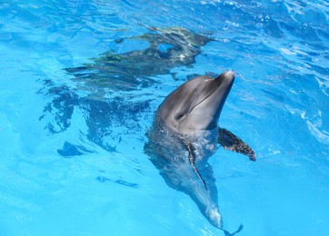 Photo of Dolphin swimming in pool at marine mammal park