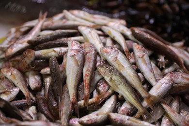 Photo of Many raw red mullet fish on blurred background, closeup