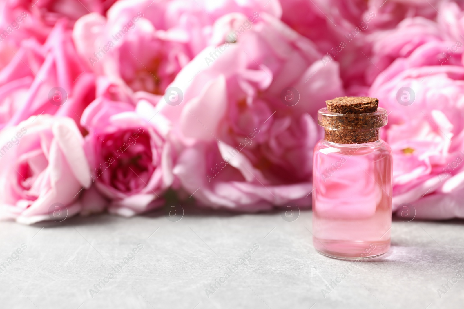 Photo of Bottle of rose essential oil and fresh flowers on grey table, space for text