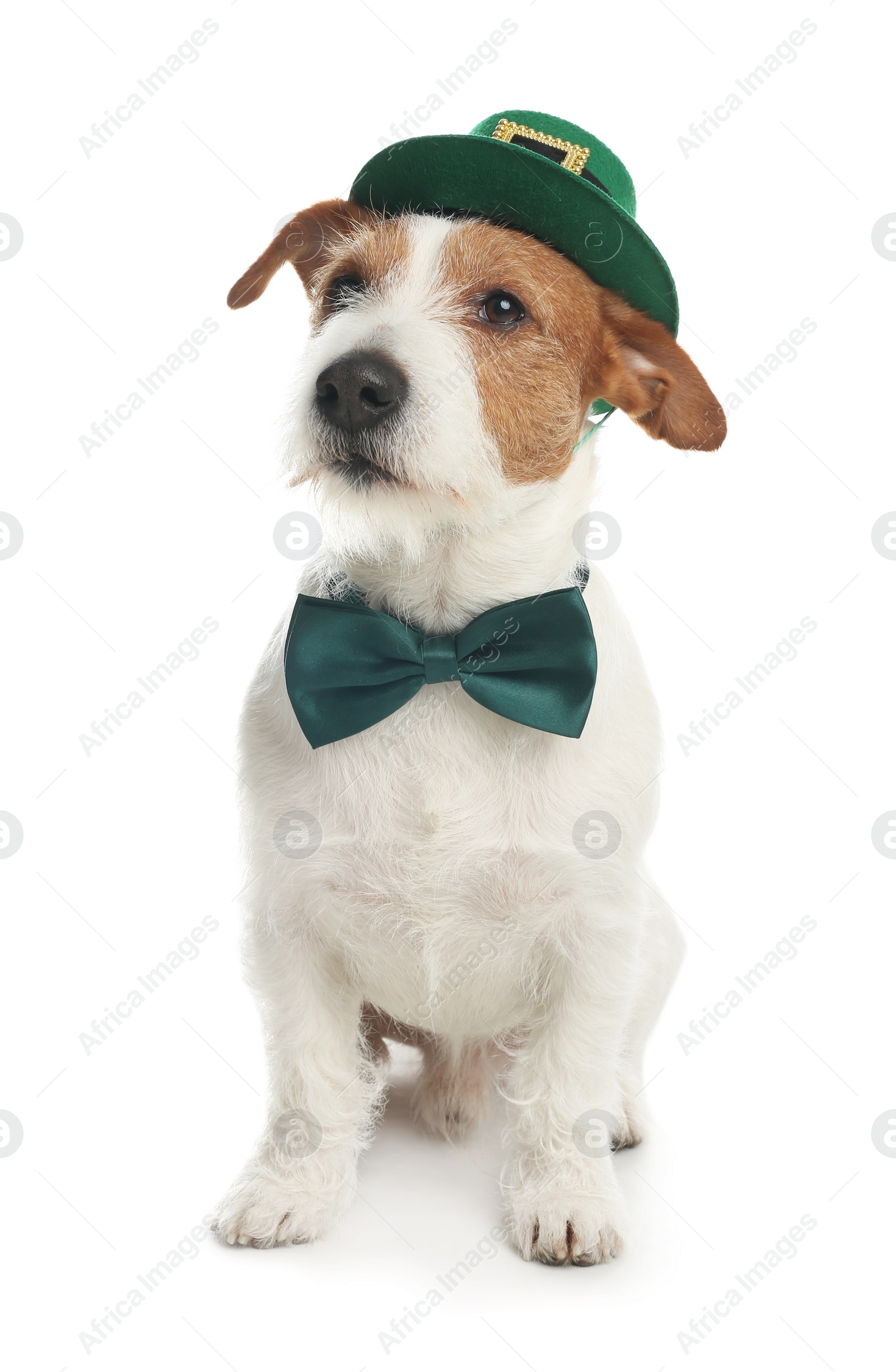 Photo of Jack Russell terrier with leprechaun hat and bow tie on white background. St. Patrick's Day