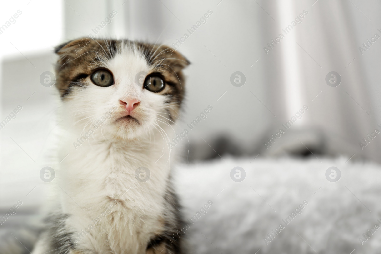 Photo of Adorable little kitten at home, closeup. Space for text