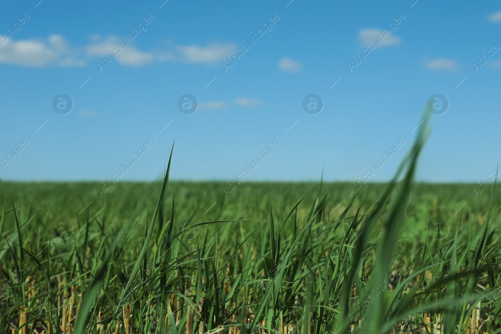 Photo of Picturesque view of green grass growing in field and blue sky