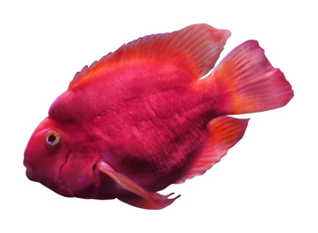 Beautiful blood parrot cichlid fish on white background