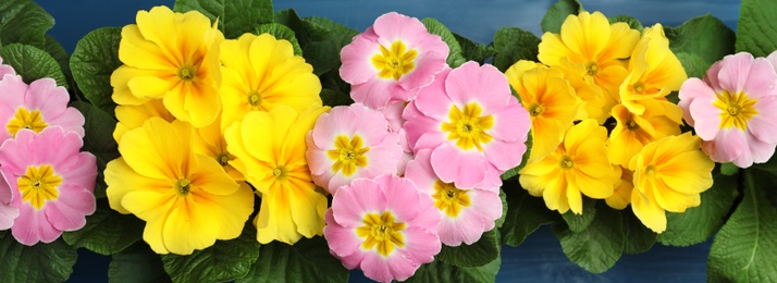 Photo of Beautiful primula (primrose) flowers on blue wooden table, flat lay. Spring blossom