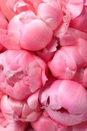 Photo of Many beautiful pink peonies as background, top view