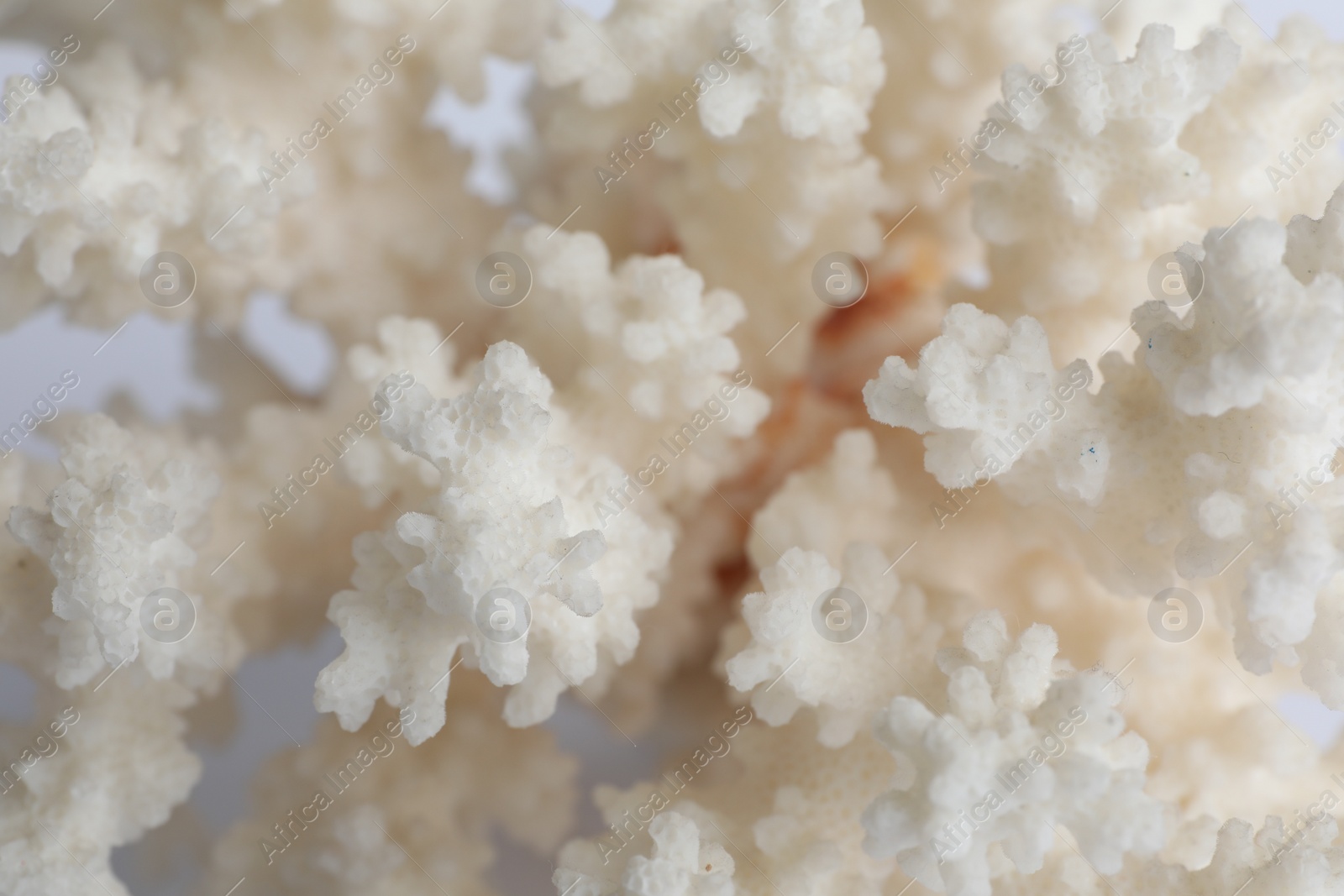 Photo of Beautiful exotic sea coral as background, closeup