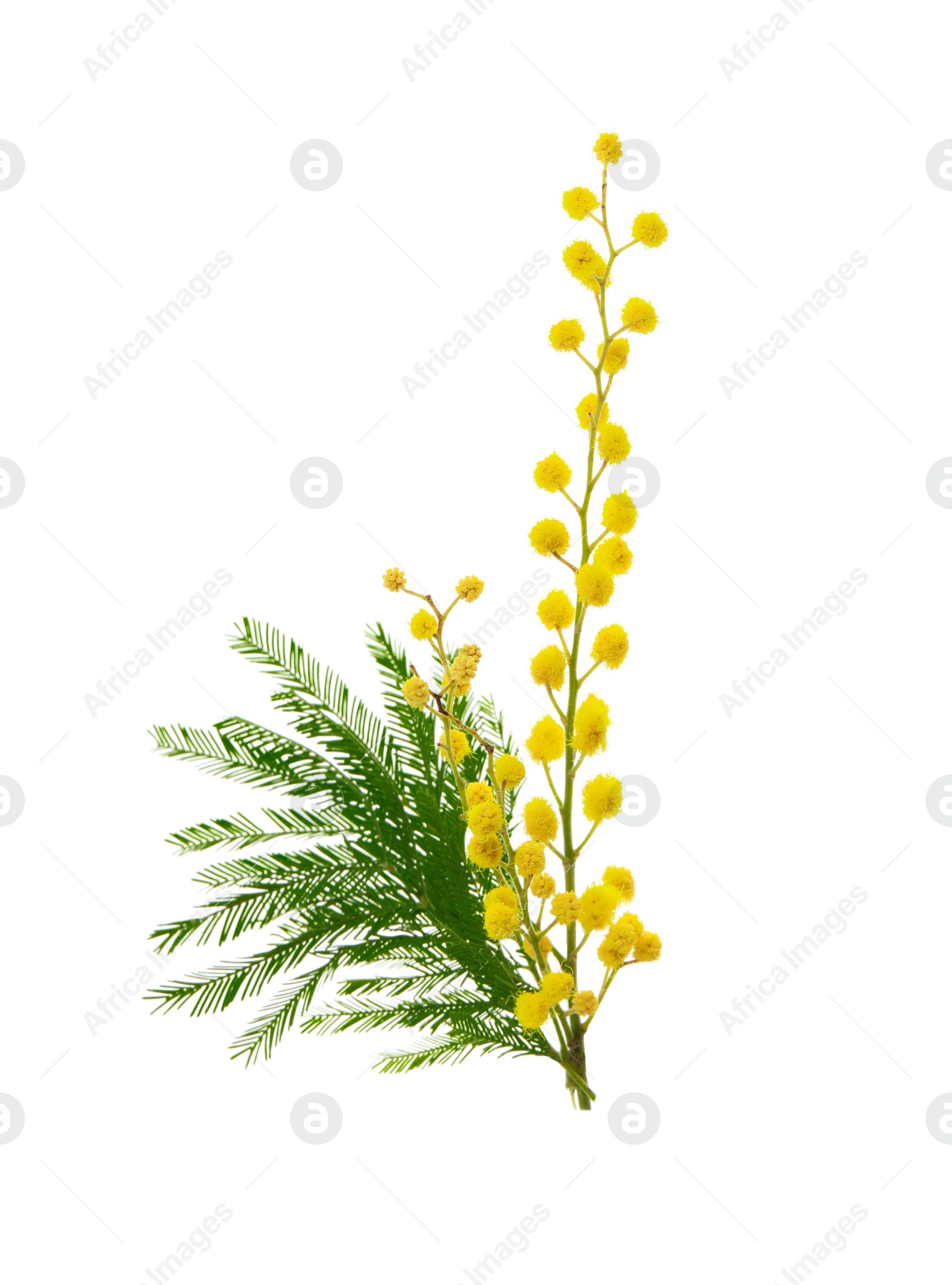 Photo of Beautiful mimosa plant with yellow flowers on white background