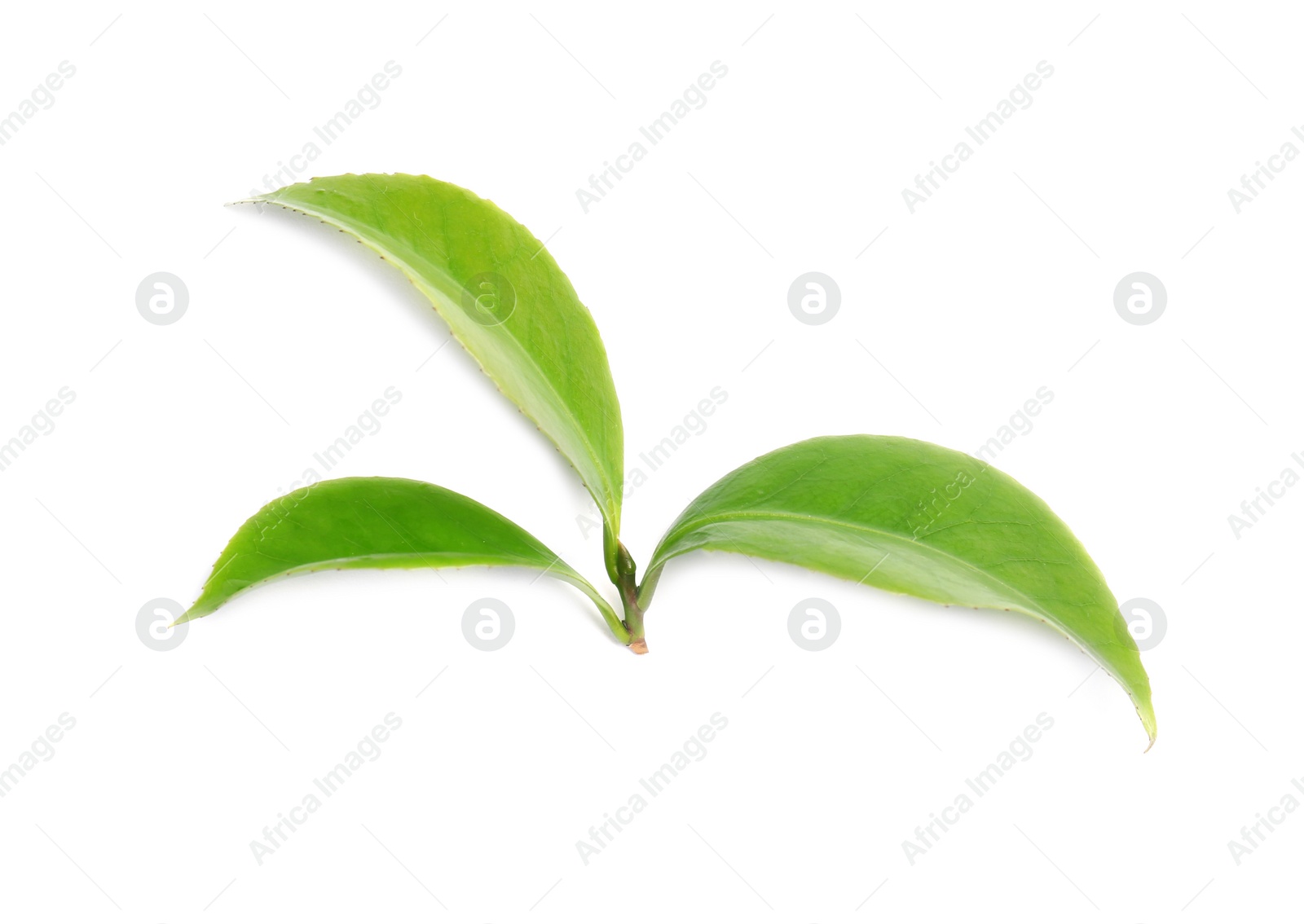 Photo of Green leaves of tea plant on white background