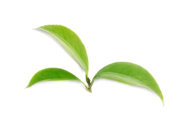 Photo of Green leaves of tea plant on white background