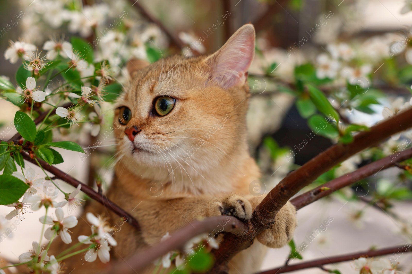 Photo of Cute cat among blossoming spring tree branches outdoors