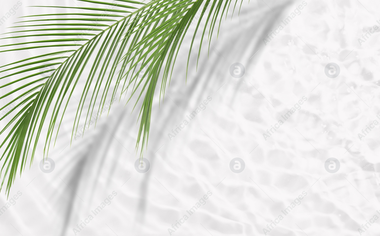 Image of Tropical leaves casting shadow over rippled water on white background, top view. Space for text