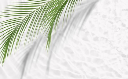 Image of Tropical leaves casting shadow over rippled water on white background, top view. Space for text