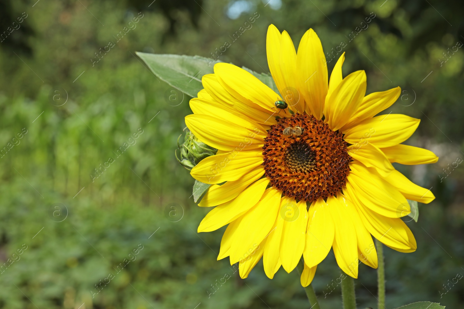 Photo of Bee collecting honey from blooming sunflower in garden