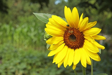 Photo of Bee collecting honey from blooming sunflower in garden