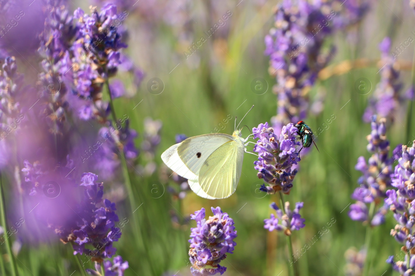 Photo of Beautiful butterfly in lavender field on sunny day, closeup