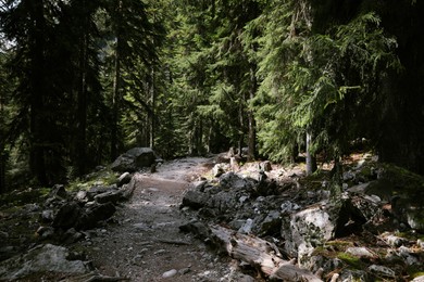 Photo of View of path through mountain forest on sunny day