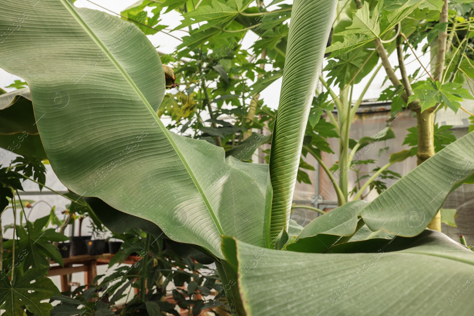 Photo of Beautiful banana tree with lush leaves growing in greenhouse, closeup