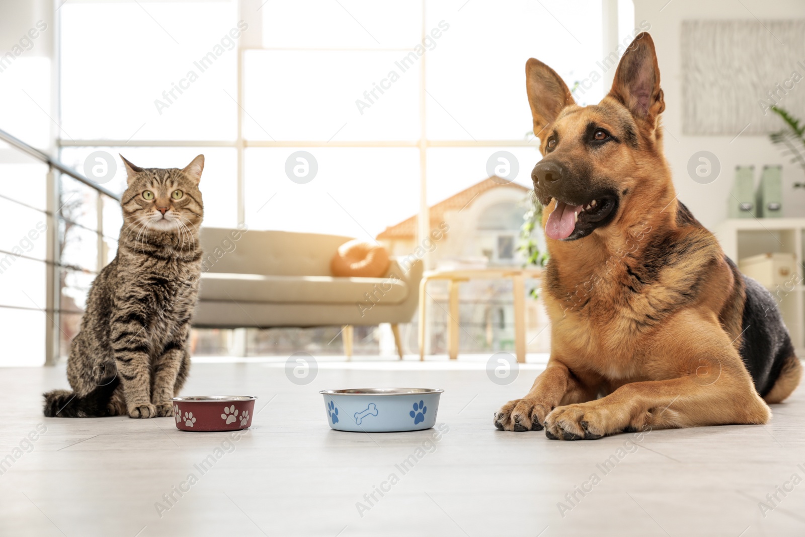 Photo of Cat and dog together with feeding bowls on floor indoors. Funny friends