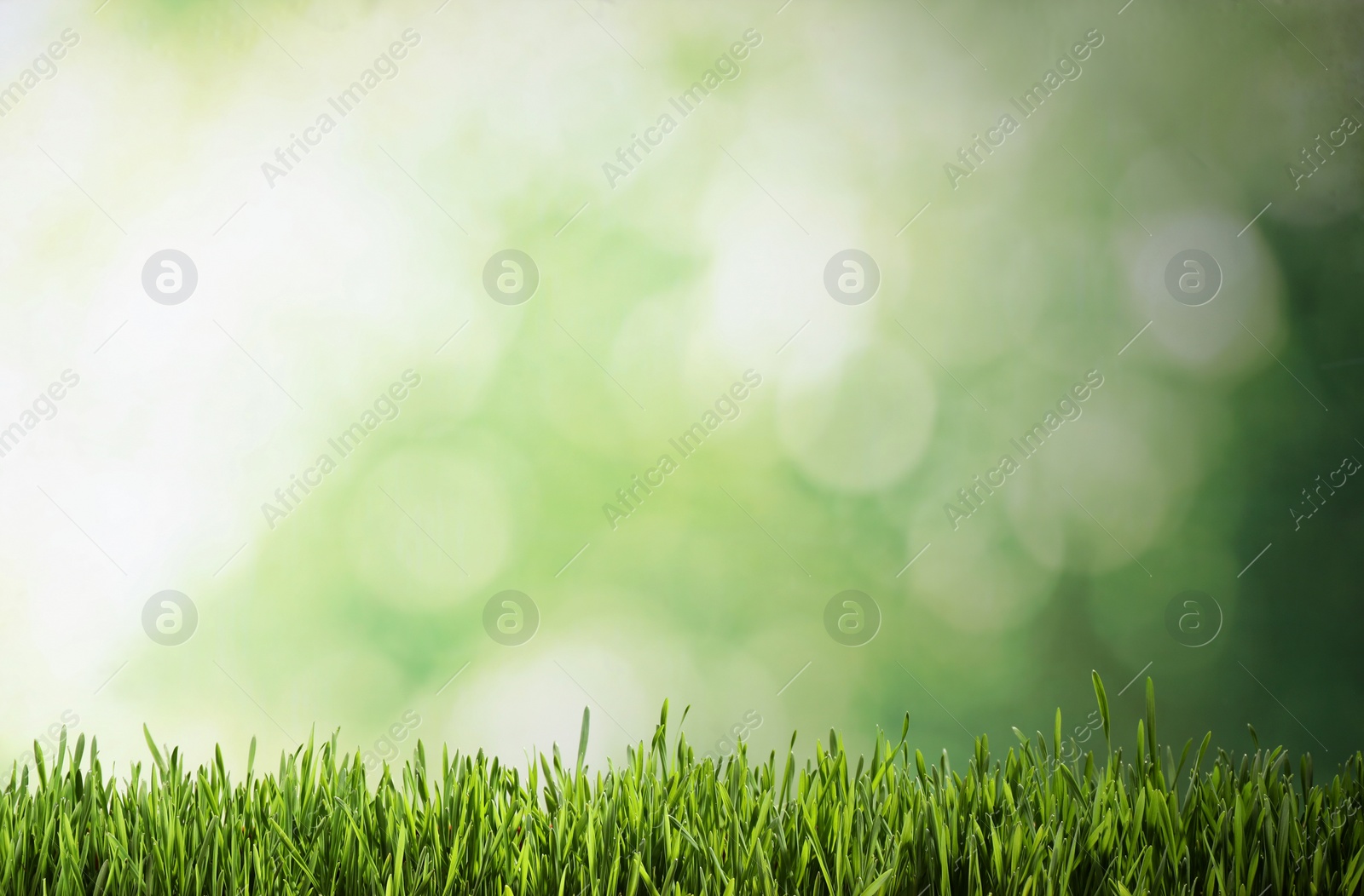 Photo of Fresh green grass on blurred background, space for text. Spring season