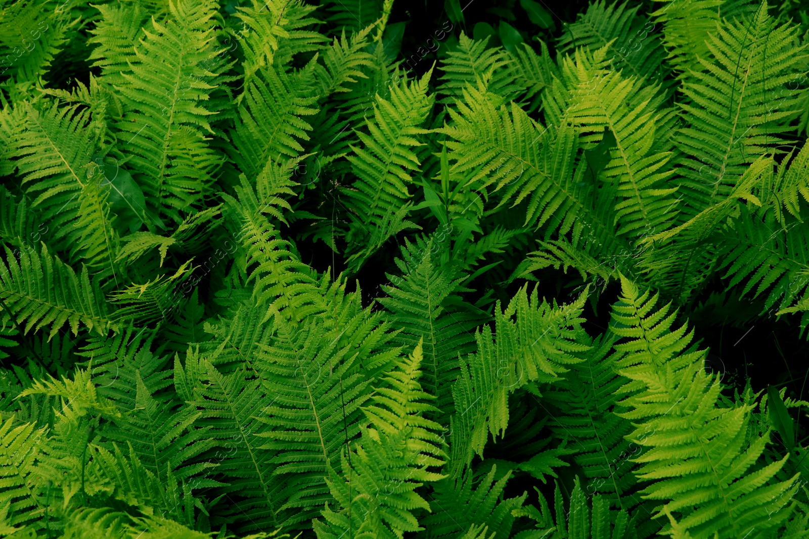 Photo of Beautiful fern with lush green leaves growing outdoors