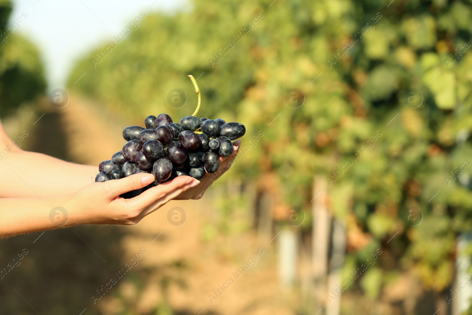 Photo of Woman holding bunch of fresh ripe juicy grapes in vineyard, closeup