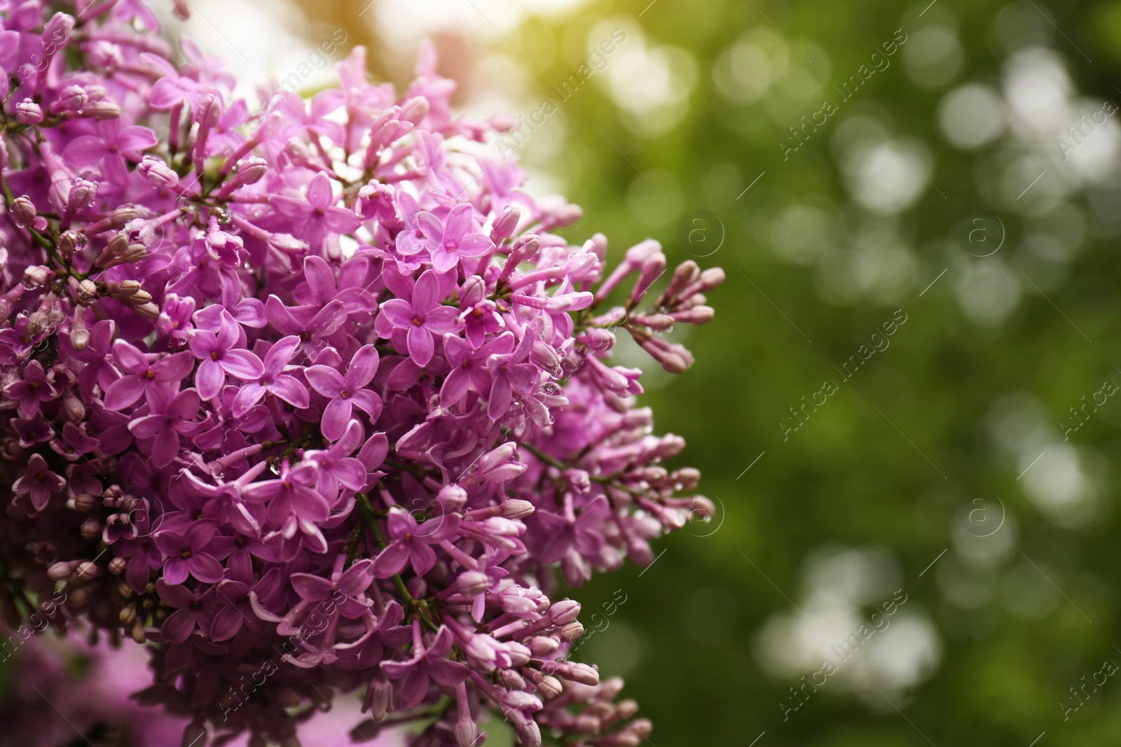Photo of Beautiful blossoming lilac with water drops on blurred background, closeup. Space for text