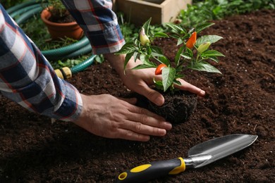 Photo of Man transplanting pepper plant into soil in garden, closeup