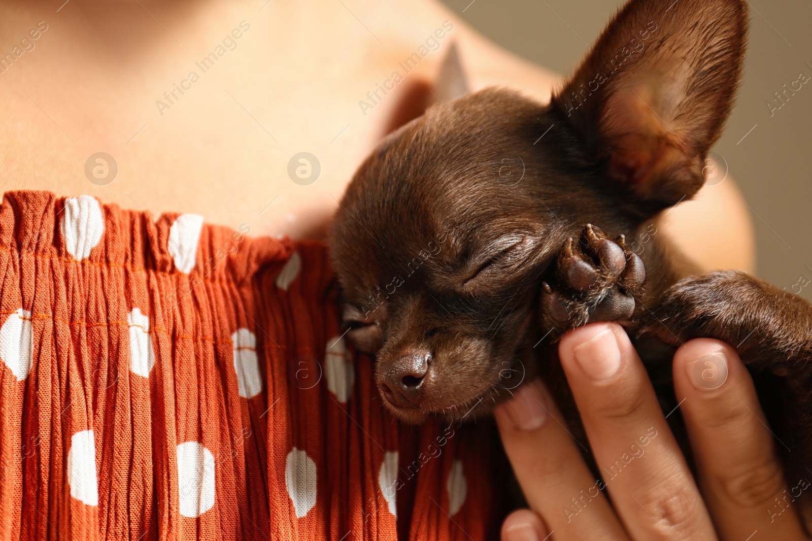 Photo of Woman holding sleeping small Chihuahua dog, closeup