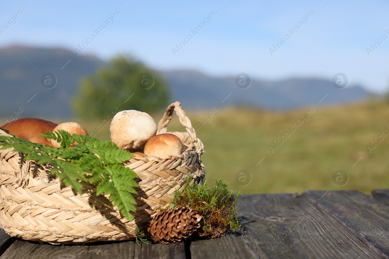 Photo of Basket with mushrooms, fern leaves, cone and moss on wooden table outdoors. Space for text