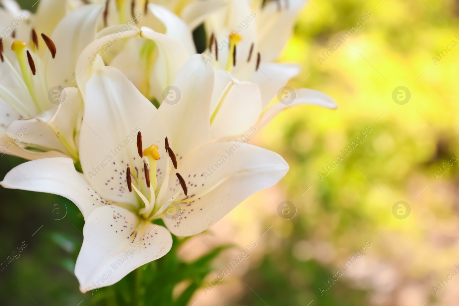 Photo of Beautiful blooming lily flowers in garden, closeup